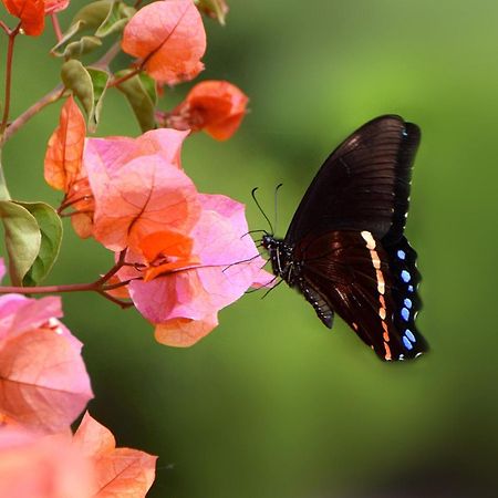 Justfor2 Villa Wildernis Dış mekan fotoğraf